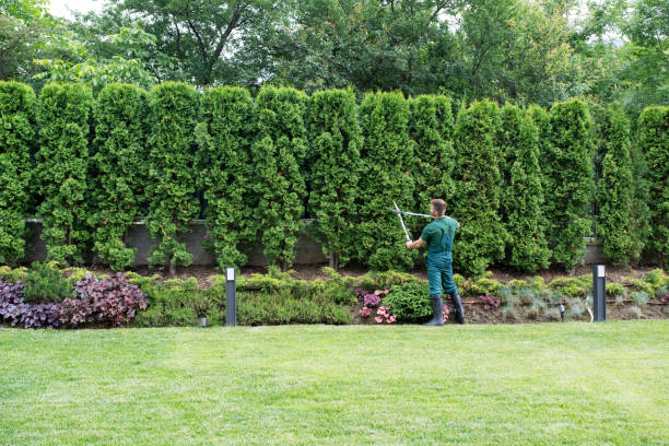 Best Stump Grinding and Removal  in Millville, NJ