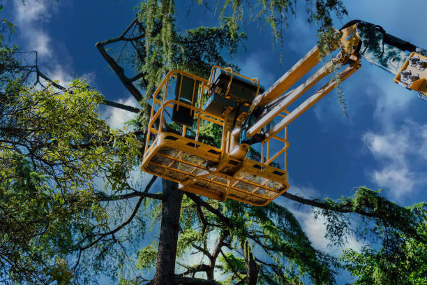 Best Tree Removal  in Millville, NJ