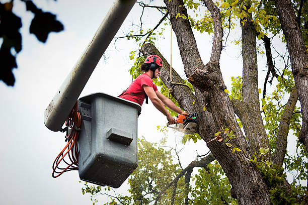 Best Tree Maintenance Programs  in Millville, NJ